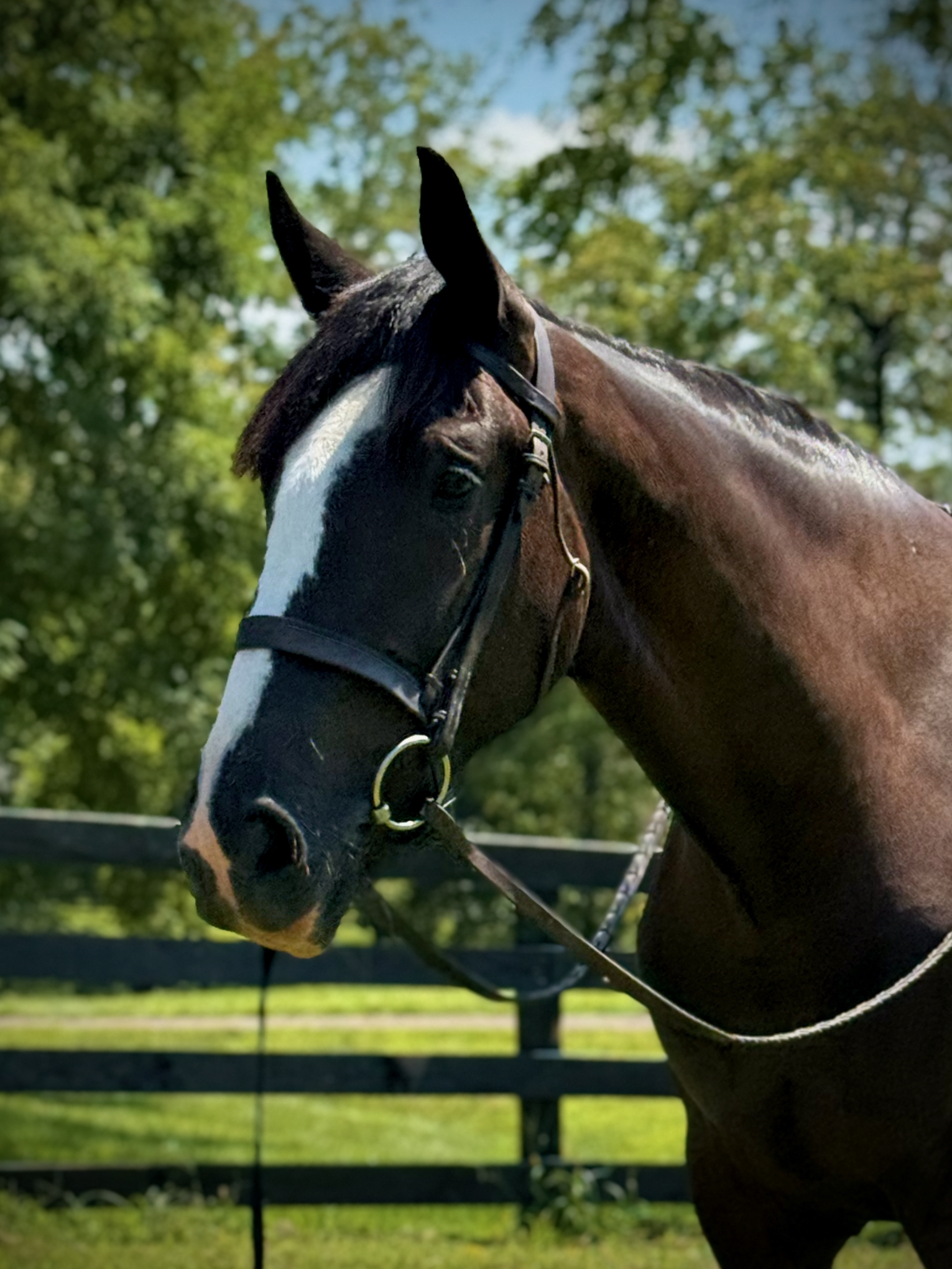 Ulysses head shot